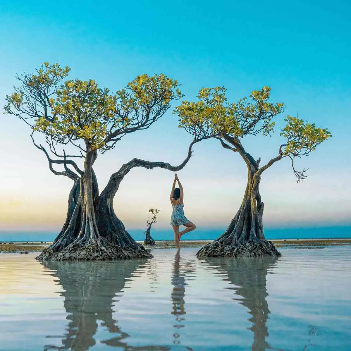 Mangrove trees at Walakiri Beach, East Sumba