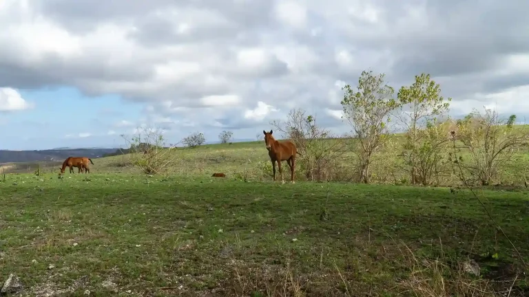 Sumba horses grazing on the savanna