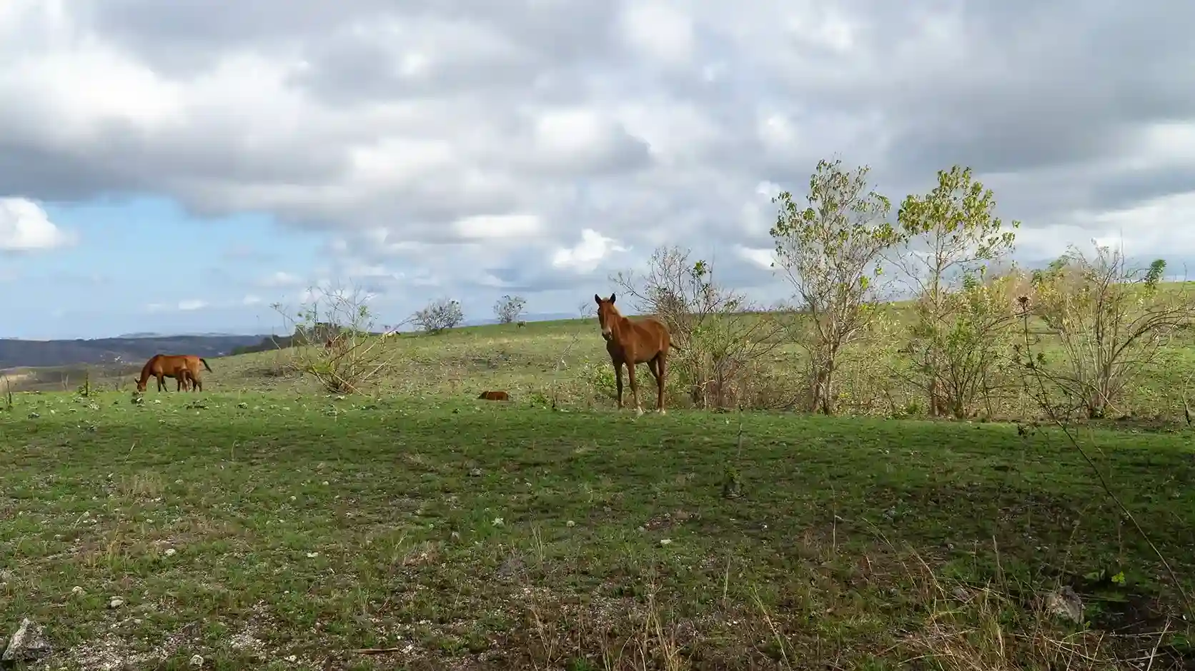 Sumba horses grazing on the savanna