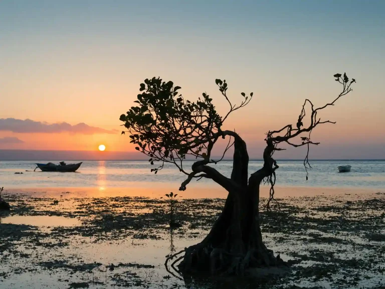 Mangrove tree silhouette at sunset on Walakiri Beach, East Sumba